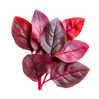 Fresh red sorrel leaves arranged artfully against a clean, transparent background showcasing their vibrant color and texture, Red sorrel leaves isolated on transparent background png