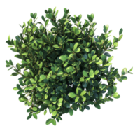 Lush green bush atop a clean transparent background showcasing vibrant foliage and defined cutouts, bush on transparent background cutouts png