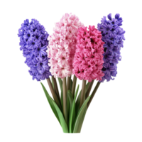 A vibrant bouquet of hyacinth flowers in shades of purple and pink isolated on transparent background, Bouquet of Hyacinth flowers, isolated on transparent background png