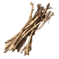 Fresh burdock roots collected from the earth, displayed on a clean transparent background for natural food photography, Burdock roots on transparent background png