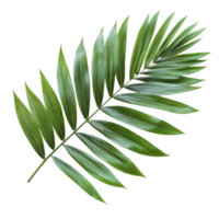 Lush green palm leaf isolated with a pristine transparent background for decorative and design purposes, green palm leaf isolated on transparent background png