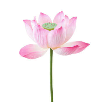 un maravilloso rosado loto flor floreciente en prístino transparente antecedentes con delicado pétalos y detalles, hermosa loto soltero loto flor aislado en transparente antecedentes png