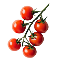 Fresh vineripened tomatoes arranged on a clean transparent background for culinary use, Branch of delicious tomatoes on whtie background png
