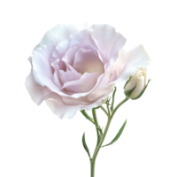 Delicate lisianthus flower and bud, isolated on transparent, showcasing its soft colors and elegance, lisianthus flower isolated on transparent background png