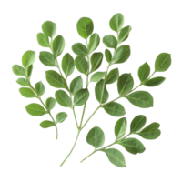 Fresh moringa leaves arranged on a clean transparent background, showcasing their vibrant green color and texture, Moringa leaves on transparent background png