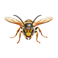 Detailed view of a hornet captured against a transparent background showcasing its distinctive features and coloration, hornet isolated transparent background png