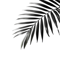 Blurred tropical palm leaf casting a delicate shadow on a light transparent background, blurred black tropical palm leaf with shadow on transparent backgroundfile png