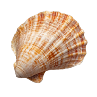 An isolated seashell captured on a transparent background, showcasing its intricate patterns and natural beauty, Isolated seashell on transparent background png