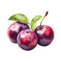 Fresh plum cherries arranged elegantly on a transparent background ready for culinary use or artistic display, plum cherry on transparent background png