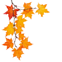 Autumn maple branch with vibrant leaves against a clean, transparent background, autumn maple branch leaves corner edge transparent background png
