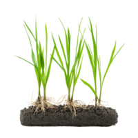 Fresh rice seedlings with roots displayed on a transparent background ready for planting in the field, Rice seedlings plant on transparent background png