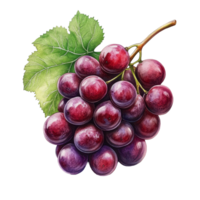 Fresh red grapes displayed on a clean transparent background highlighting their rich color and natural shine, Red grapes isolated on transparent background png
