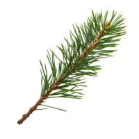 A closeup of a pine branch with vibrant green needles isolated on a transparent background for natural beauty display, pine branch with needlesfile of isolated object on transparent background png
