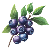 Fresh blueberries with lush green leaves isolated on a clean background, Blueberry fruits with leaf branches isolated on a transparent background png