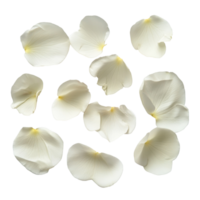 Delicate transparent flower petals arranged on a clean transparent background showcasing natural beauty, Beautiful flower petals transparent background. Flower petals transparent background png