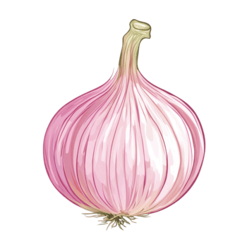 färsk röd lök isolerat på en transparent bakgrund, visa upp dess vibrerande Färg och slät textur, idealisk för matlagning, lök isolerat på transparent bakgrund png