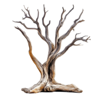 Dry tree wood with intricate branches isolated on a transparent background showcasing natural textures and forms, Dry tree wood isolated on transparent background. Tree wood transparent background png
