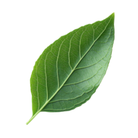 A bright green leaf isolated on a plain transparent background showcasing natural beauty and fine details, green leaf on transparent backgroundfile png