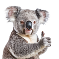 Cute koala giving a thumbs up while isolated on a transparent background, radiating positivity and charm in a playful pose, Cute Koala Giving Thumbs Up Isolated on transparent background png