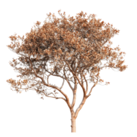 Close up view of a decorative tree with textured leaves against a transparent background, Tree on transparent background, real close up decorate tree in brown pod isolate die cut file png