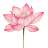 A delicate pink lotus flower stands elegantly on a transparent background, showcasing its intricate petals, pink lotus on transparent background png