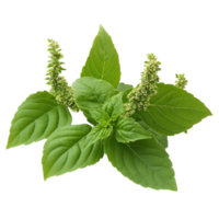 Holy basil leaves with blooms isolated on a clean transparent background highlighting their rich green color, Holy Basil,Ocimum sanctum leaf isolated on transparent background png