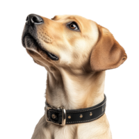 A Labrador Retriever looking up while wearing a black collar against a transparent background with a hue, Dog collar transparent background png
