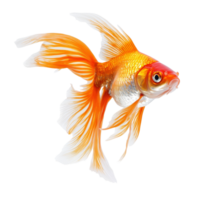 Golden fish leaping gracefully through the air against a transparent background in high resolution, Leaping Fish in MidAir High Resolutionisolated on transparent background png