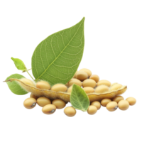 Soybean seeds and pods with green leaves isolated on a transparent background, showcasing their natural characteristics, Soy beans seeds isolated on trransparent png