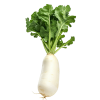 Fresh daikon radish with vibrant green leaves against a clean transparent background, showcasing its natural beauty for culinary use, Daikon radish transparent background png