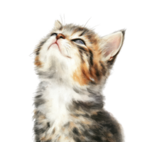 A curious tabby kitten gazing upwards with a playful expression. png