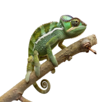 Green Chameleon on Branch Reptile Wildlife Nature Animal Closeup png