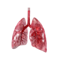 Pair of Healthy Red Lungs Isolated on Transparent Background png