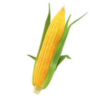Fresh corn on the cob with husk isolated on transparent background png
