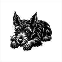 Scottish terrier dog resting vector