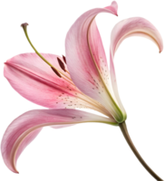 Oriental Lily Petal Art for Invitations and Craft Projects. . png