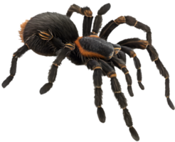 Cute Halloween Tarantula Clipart for Creative and Fun Projects. . png
