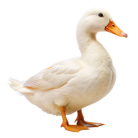 A white duck, slightly angled, with its orange webbed feet. The duck appears alert and curious, gazing forward with bright, round eyes png