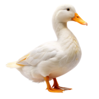 White duck standing on bright orange feet with a vivid yellow beak. Its fluffy white feathers and rounded shape present a calm and peaceful demeanor png