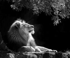 Majestic lion resting under tree in black and white photo