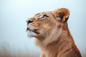 Majestic lion observing falling snowflakes in winter wonderland. photo