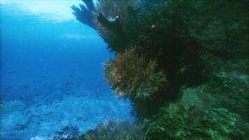Exploring the vibrant underwater world with corals and colorful fish video