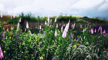 Vibrant wildflower field in bloom under a cloudy sky in springtime video