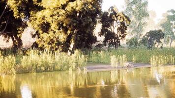 Idyllic riverside view with lush foliage and reflections during golden hour video