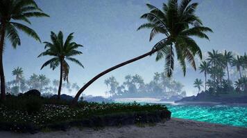 Tranquil tropical beach at dusk with swaying palms and shimmering water video
