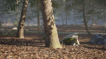 Quiet forest setting in early morning with fallen leaves and trees video