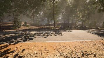 A tranquil forest path is illuminated by sunlight filtering through the trees video