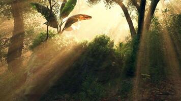 Sunlight filters through dense trees in a serene forest during early morning video