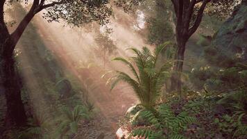 Mysterious forest path illuminated by sunlight filtering through trees video