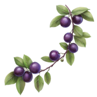 Plum Fruit Branch with Purple Berries png